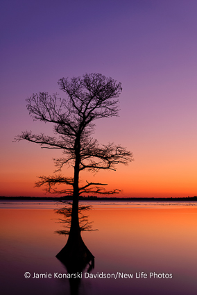 Solitary cypress tree at sunset on Lake Mattamuskeet