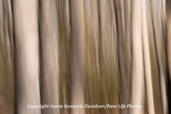 Artistic interpretation of shadows and light with motion blur on section of trees