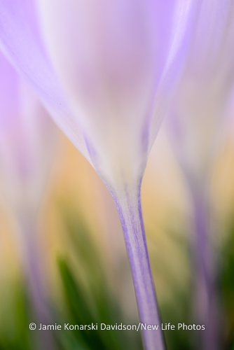 Twenty-five minutes, and I'm in heaven with the crocus (Image 30 of 59)