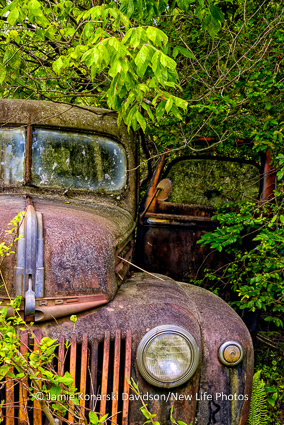 While this Ford has seen better days, its grandeur shines even in a shroud of vines.