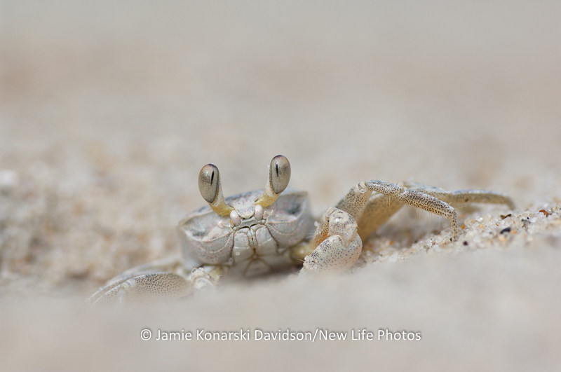 Eye to Eye - Connecting With a Ghost Crab