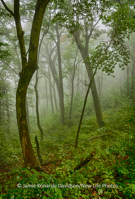 Mountain Trees in Fog - A Quiet, Peaceful Moment to Savor