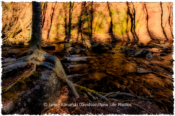 Roots, rocks and stream shadows landscape on trail at Falls of Hill Creek, West Virginia - landscape