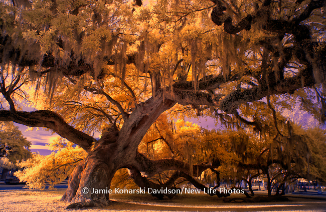 Grand old live oak in Magnolia Cemetery in Charleston, SC. This tree survived many storms in its life. Sadly, now, the entire top bend of the tree is gone.