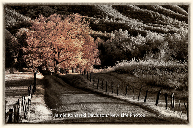 Faux color infrared of Sparks Lane in the Smokies. No better way to capture an often photographed place than with infrared and imagination.