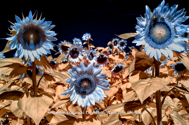 Infrared image of sunflowers in field at 590nm and lightly processed (before channel swap)