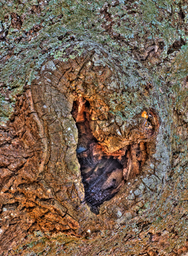 Heart in tree at Chincoteague NWR seen after getting news that my great niece, Ella, was born early. Just love in the trees...