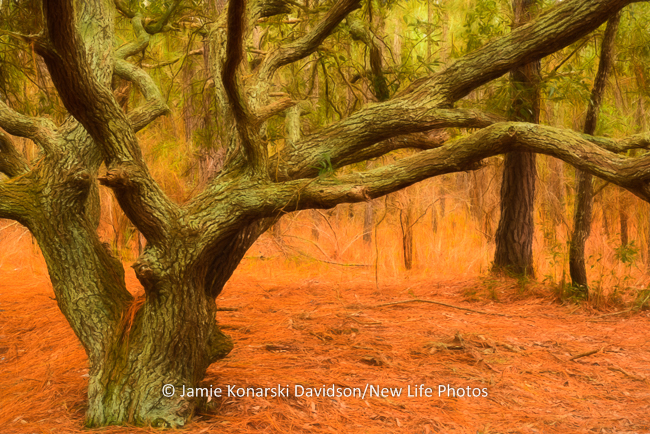 Interpretive landscape of live oak and pine forest in Outer Banks