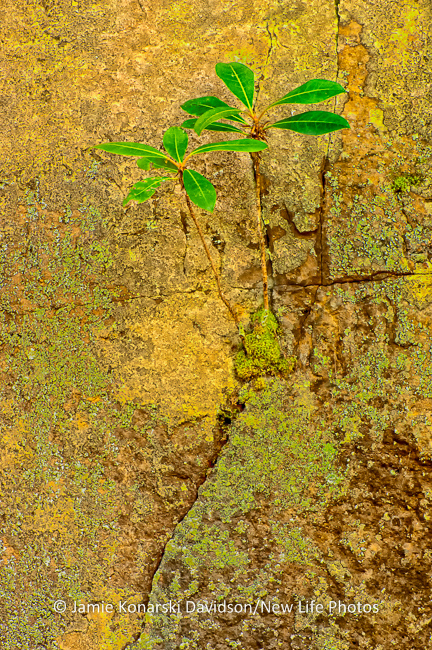 Detail of young Rhododendron growing out of crack of rock wall.