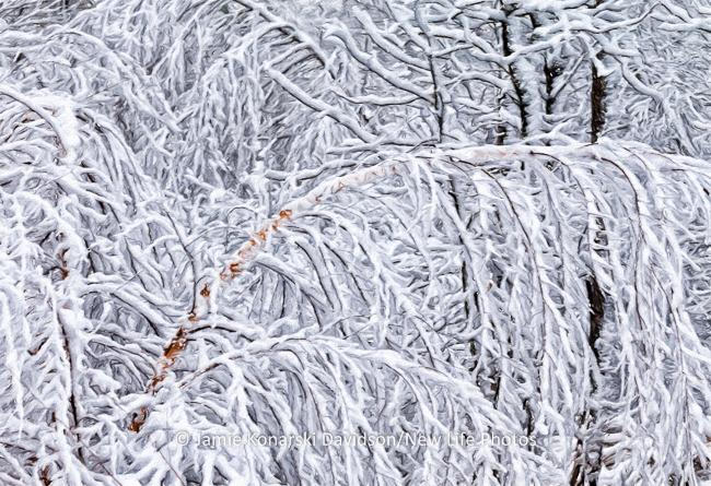 Rare snow-covered trees inEastern North Carolina
