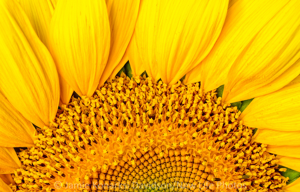 Sunflower_NLP7232