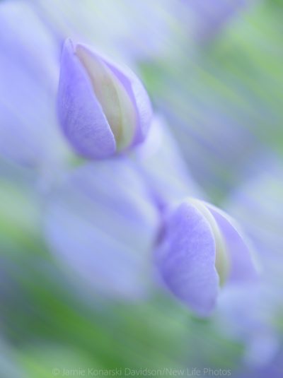 Baptisia-Blend_NLP0018