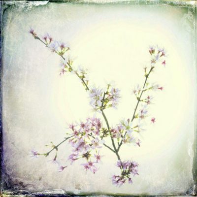 SpringBuds_LBX_SQ_TSTXT_NLP2327