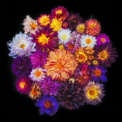 Dahlia SquareOnBlack_NLP5856