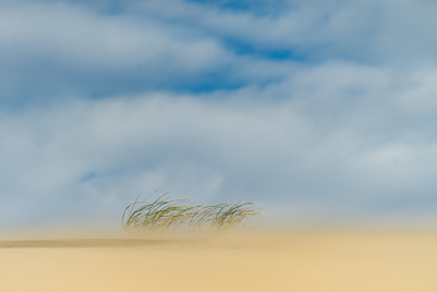 Wind Dunes OBX_NLP9936