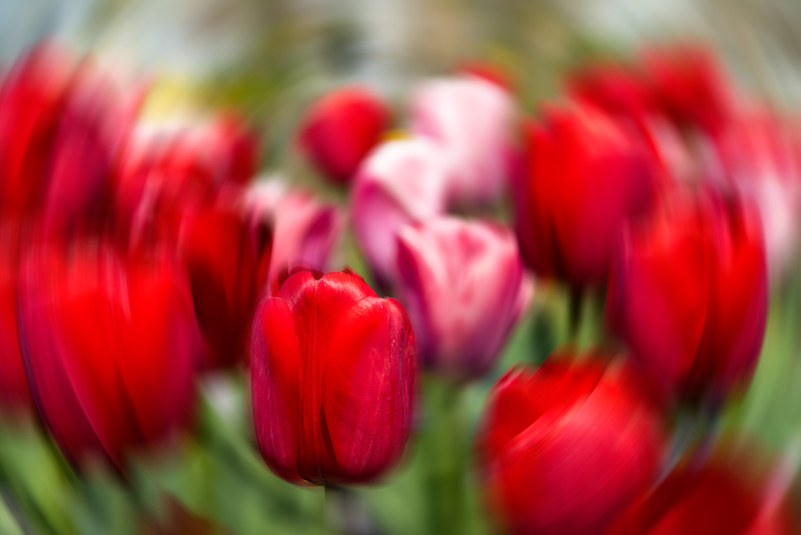 Ginter Tulips_RadBlur_NLP7062