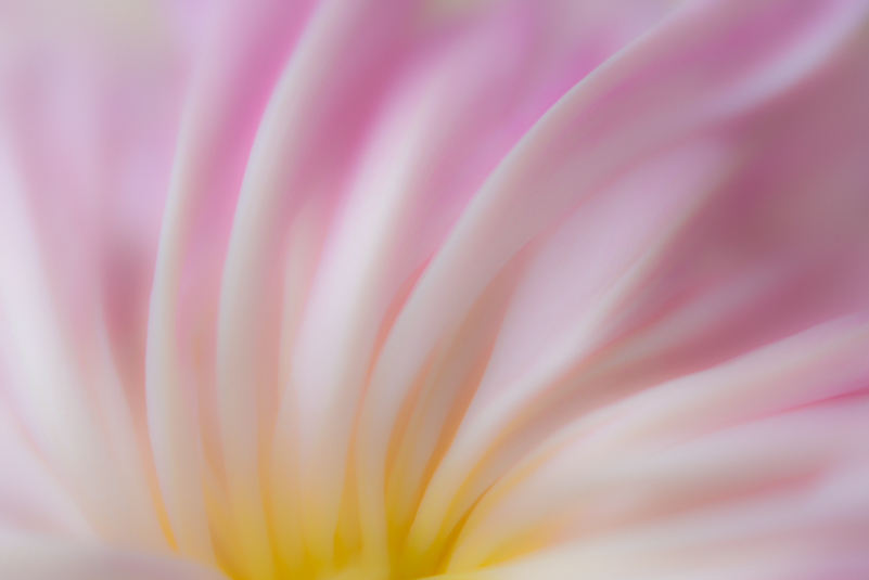 Peony PinkSoftFlow_NLP7126